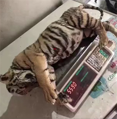 男子回应千元一斤卖老虎肉