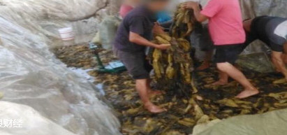 插旗菜业员工称行业遭灭顶之灾