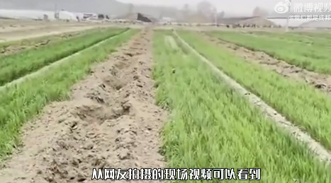 河北种粮大户70亩麦田一夜间被毁