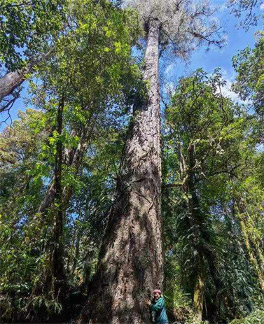 西藏发现中国大陆已知最高的树