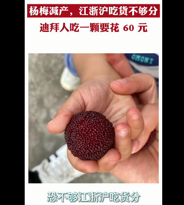 中国杨梅60元一颗出口迪拜