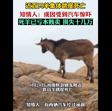 河南辉县近百只山羊接连跳崖坠亡