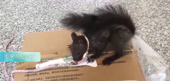 重庆警方培训出全国第一批缉毒松鼠 松鼠会使用抓挠的方式告知