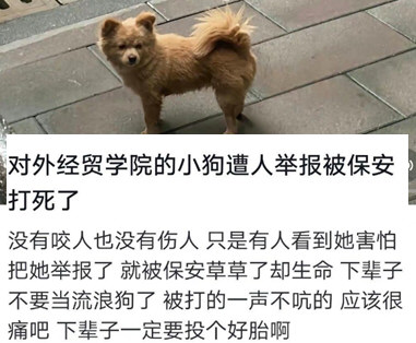 重庆高校打死流浪狗保安已被停职