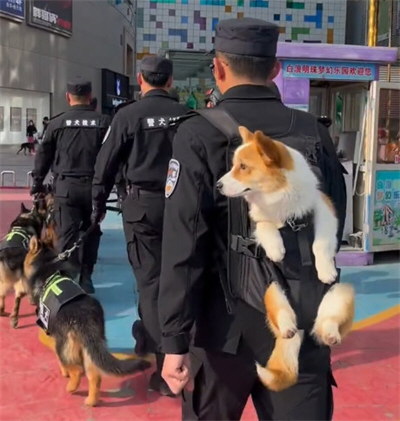 柯基考上山东公务员了 柯基考上山东公务员了