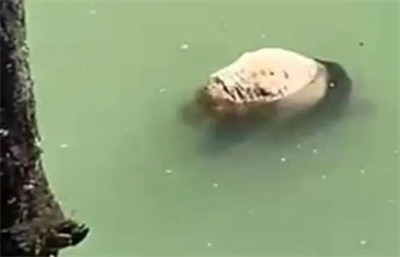 四川雅安河道现大熊猫尸体