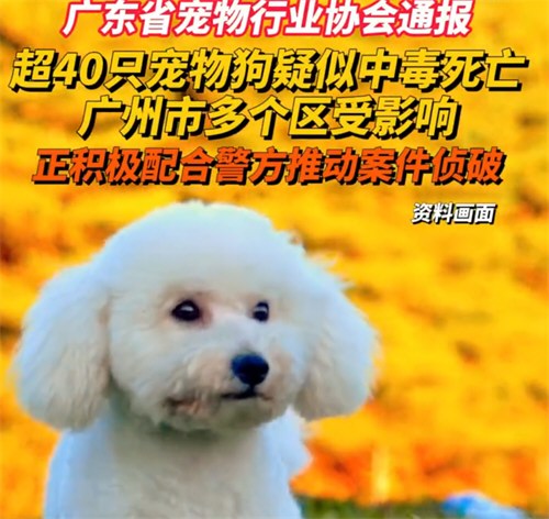 已确认超40只宠物狗疑似中毒死亡