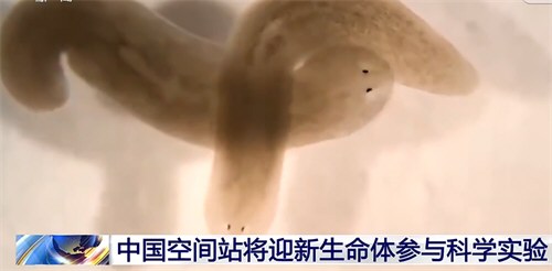 中国空间站将迎皮肤可再生的涡虫