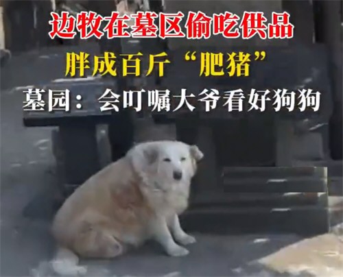 边牧在墓区偷吃供品胖成百斤