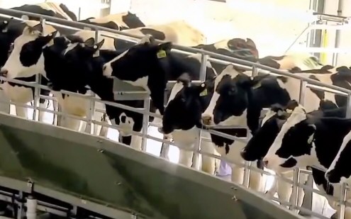 200元一箱的初牛奶被卖到6000元