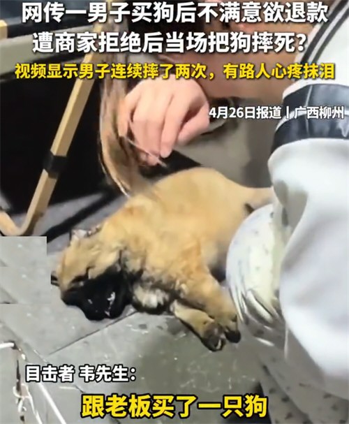 男子买狗不满意退款遭拒当场摔死狗