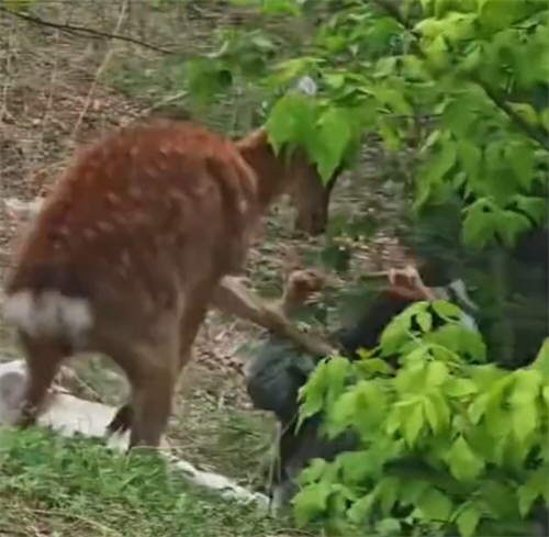 女子疑拍刚出生小鹿遭母鹿攻击 女子疑拍刚出生小鹿遭母鹿攻击