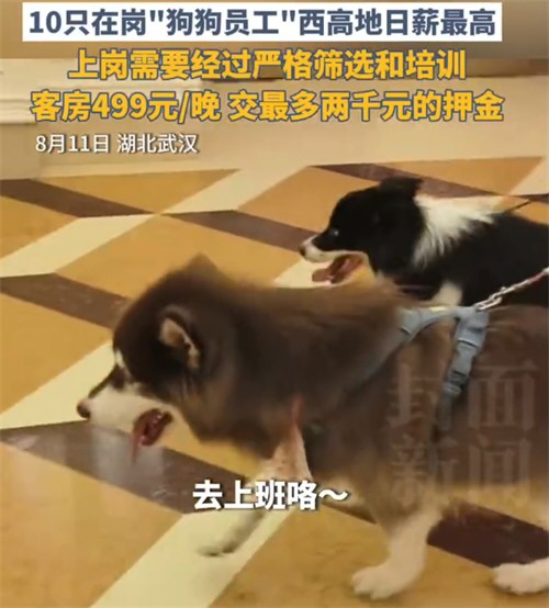 酒店老板回应陪睡狗爆火