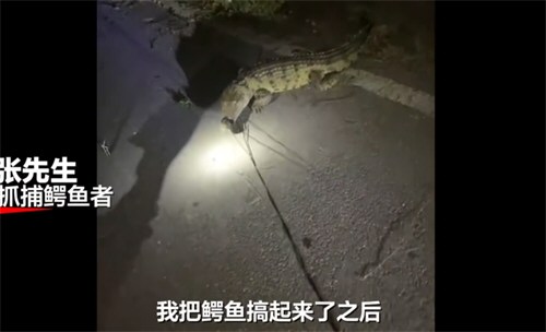 武汉高湖出现鳄鱼初判系人为放生 武汉高湖出现鳄鱼初判系人为放生