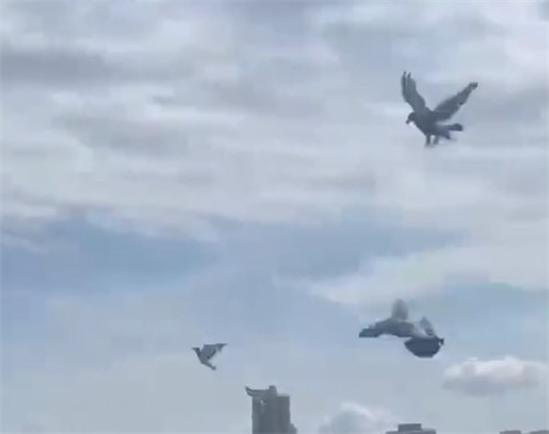 第一批参加阅兵的和平鸽已到家