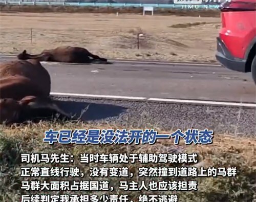 交警回应游客自驾撞死6匹马