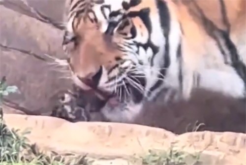 云南一动物园现老虎吞食死去幼崽 云南一动物园现老虎吞食死去幼崽