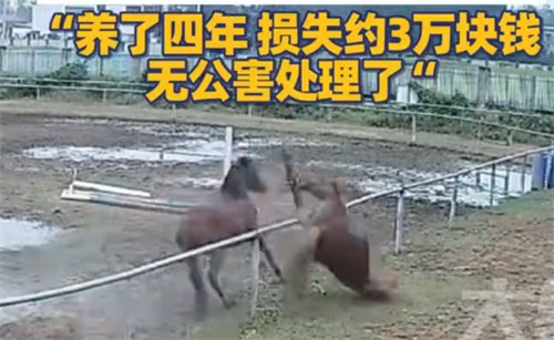 主人回应马匹跳栏摔断脖颈死亡