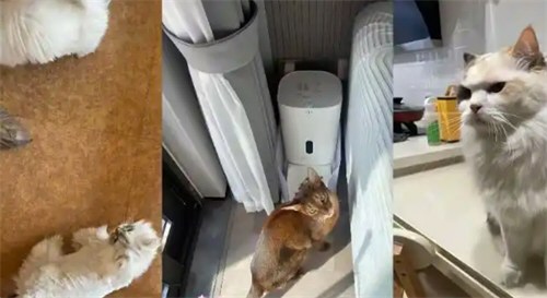 男子接270单上门喂养 最高1单8100元