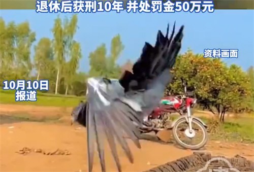 干部受贿95只鸽子价值132万