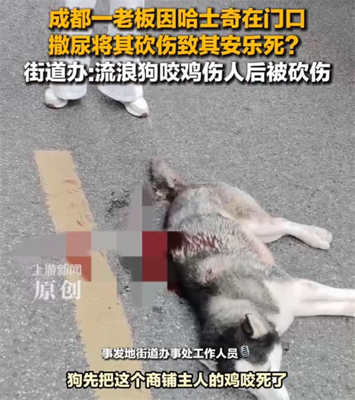 成都被砍伤哈士奇已安乐死