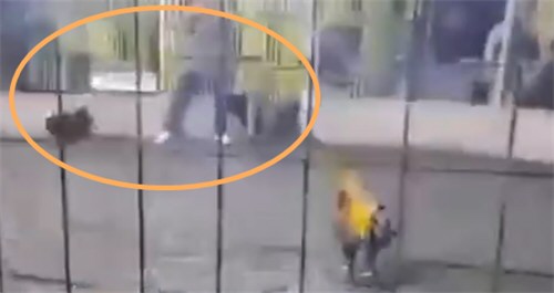 秘鲁男子遭自家斗鸡攻击致死