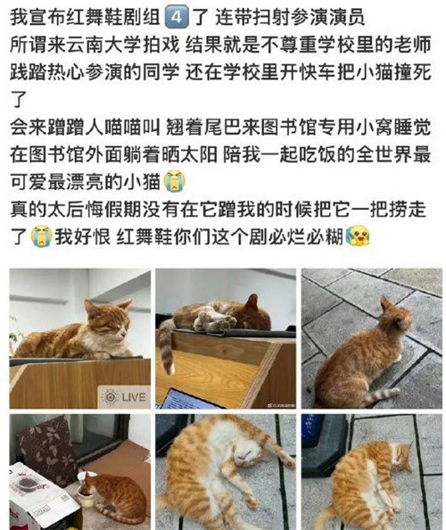 曝红舞鞋剧组开快车撞死猫