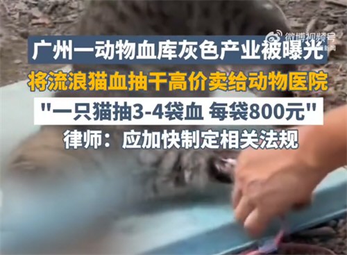 动物血库灰色产业被曝光
