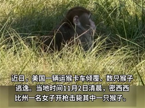 美国一女子为保护孩子击毙实验猴