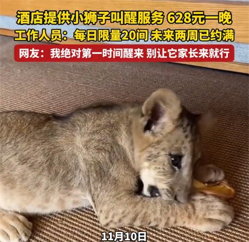 酒店小狮子叫醒服务628元一晚