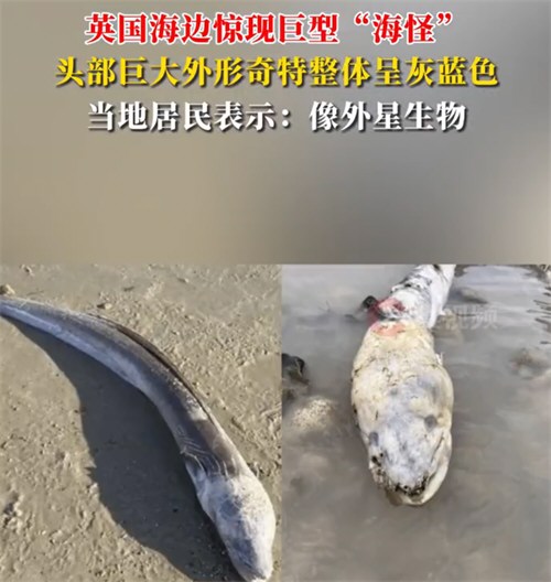 英国海边出现巨型海怪