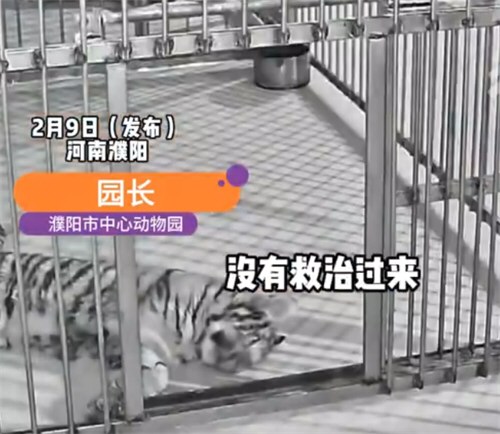 河南濮阳动物园小老虎死亡被隐瞒