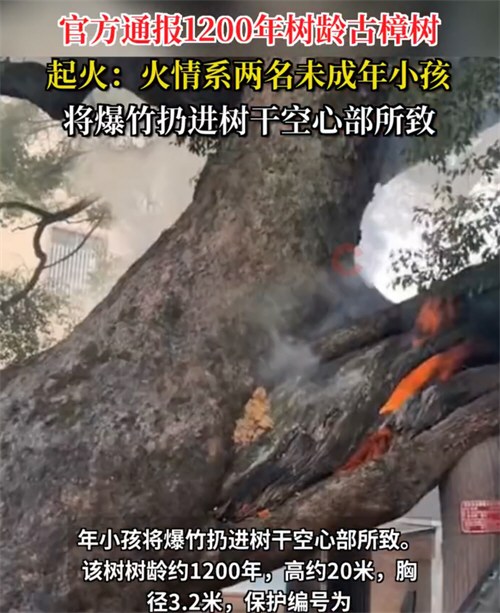 两名小孩扔爆竹致1200年古树起火