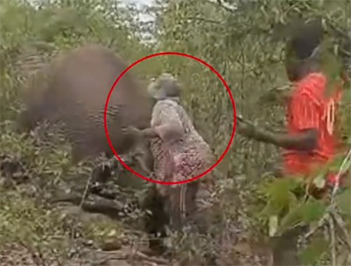 女子拽大象尾巴被踩死生前画面曝光