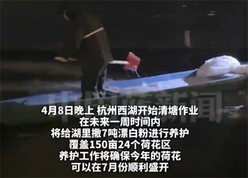 杭州西湖将连续一周撒7吨漂白 粉
