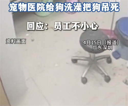 宠物医院给狗洗澡把狗吊死