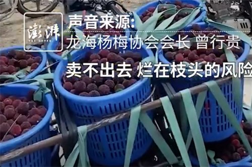 杨梅协会会长恳求消费者给果农生路