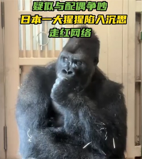 日本大猩猩与配偶争吵后沉思走红 日本大猩猩与配偶争吵后沉思走红