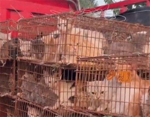 莱州警方通报数百只猫被盗窃转运
