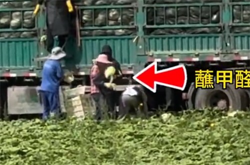 康保通报白菜收购环节蘸取甲醛溶液