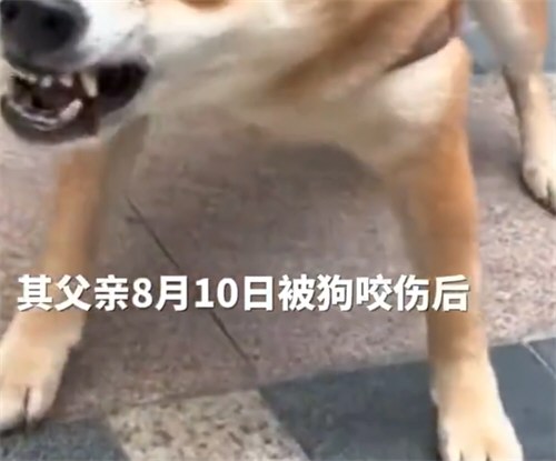 女儿回应父亲省钱没打狂犬疫苗离世