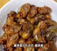 男子摸爬叉一晚收入上万元 男子回应抓知了猴一晚收入可过万