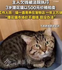 主人欠钱3岁狸花猫被500元拍卖 工作人员回应狸花猫被500元拍卖