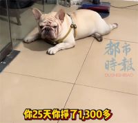 5岁半小狗捡瓶5年攒下万元存款 小狗也有自己的捡瓶大业