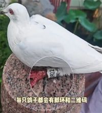 和平鸽工资15元 参加阅兵的和平鸽已收到荣誉证书