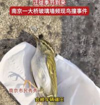 小鸟频频撞死在南京一大桥玻璃墙 小鸟以为大桥玻璃墙是空的
