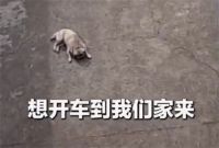 狗狗自家院休息被陌生车辆闯入碾死 狗狗休息时被车辆闯入碾死