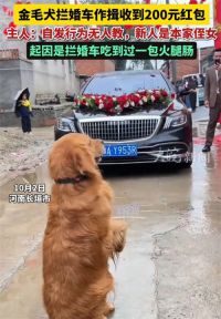 金毛犬拦婚车作揖收到200元红包 主人回应金毛拦婚车收红包