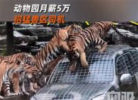 动物园月薪5万招猛兽区司机 动物园回应猛兽区司机月薪5万