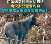 切尔诺贝利核电站附近出现蓝色狗 核电站附近狗颜色变异?